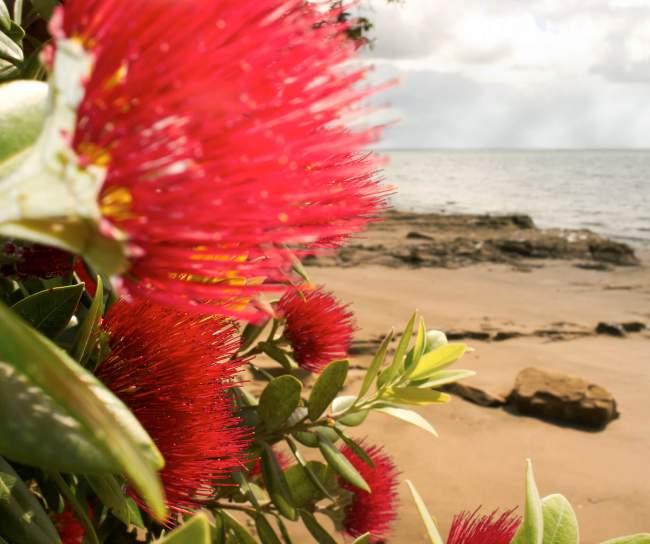 pohutukawa flower