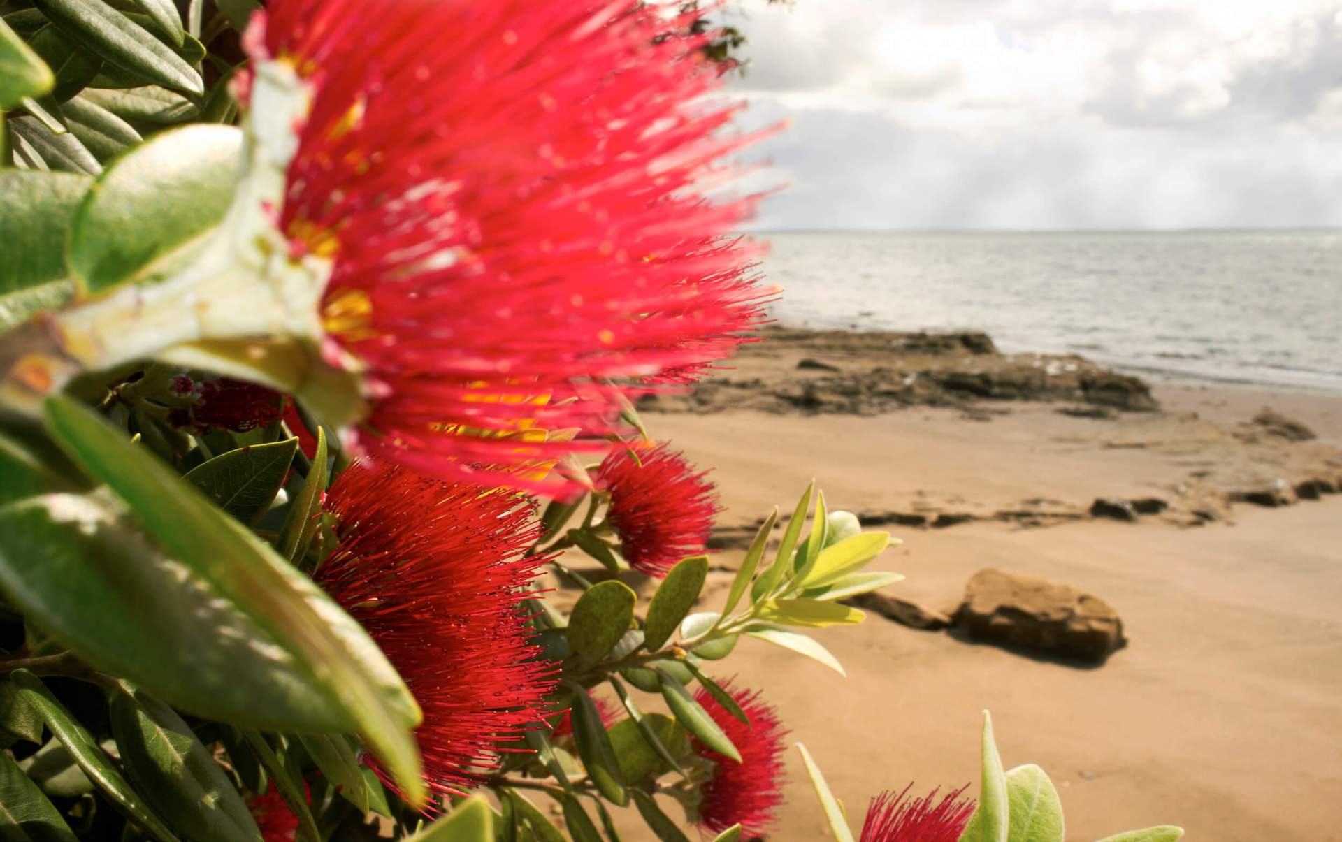 pohutukawa flower